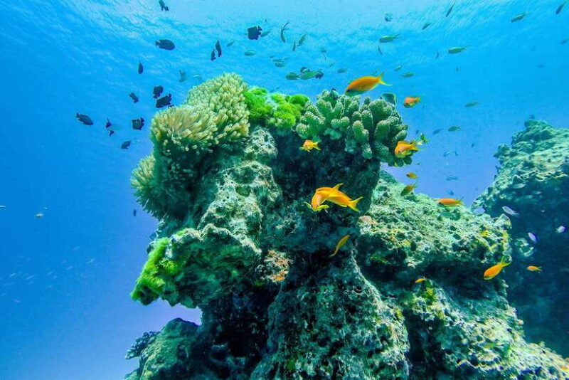 phuket-khao-lak-speedboat-snorkel-tour-to-similan-islands