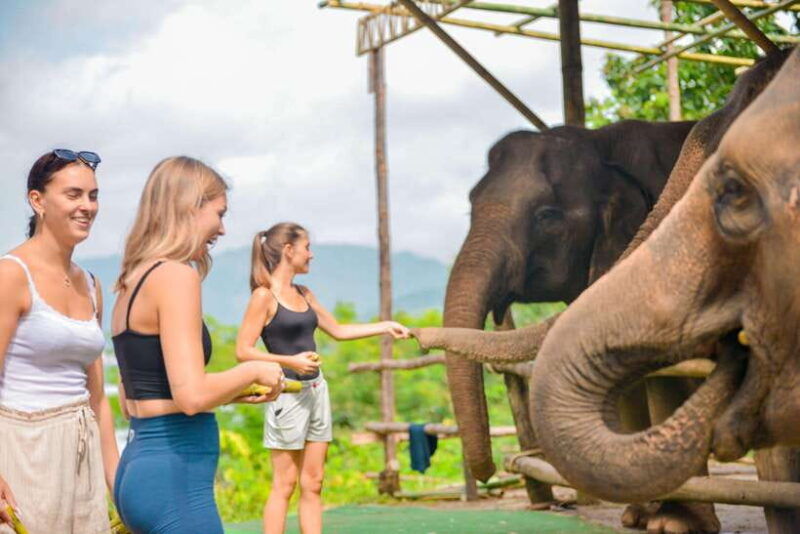 phuket-meet-feed-relax-with-elephant