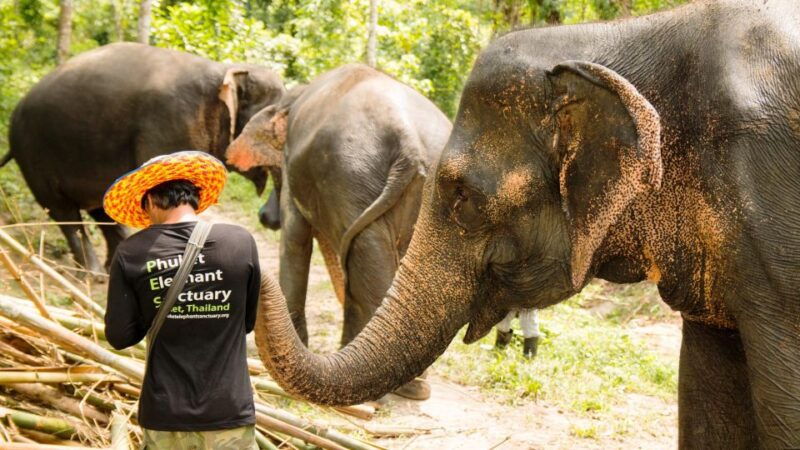 phuket-phuket-elephant-sanctuary-wat-chalong-more