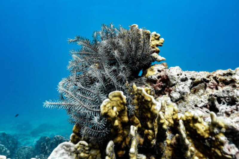 phuket-racha-and-coral-islands-speedboat-trip-with-lunch