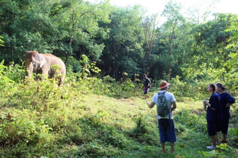 phuket-unique-dawn-ethical-elephant-sanctuary-experience