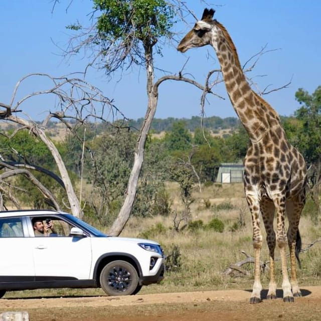 pilanesberg-game-reserve-full-day-safari