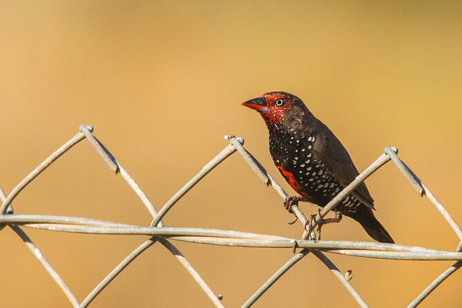Pilbara Bird Tours - Authentic Experiences Shared by Past Travelers