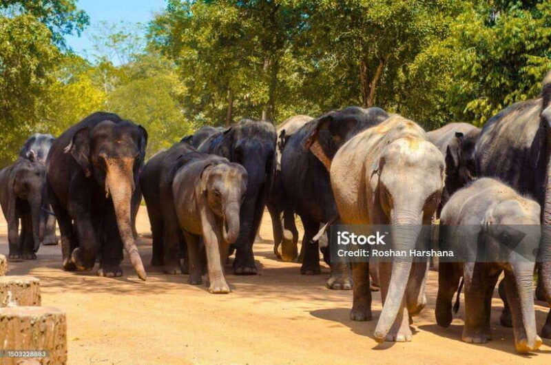 pinnawalakandy-day-tour-from-colombo-negombo