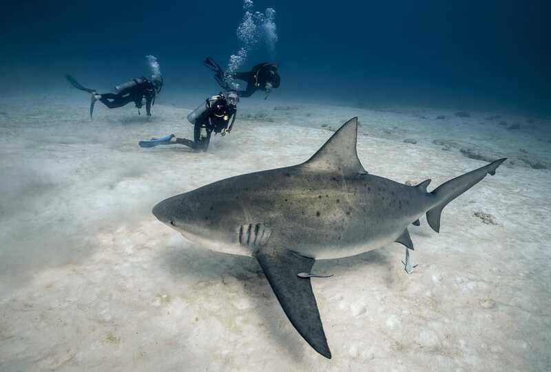 playa-del-carmen-diving-with-bull-sharks