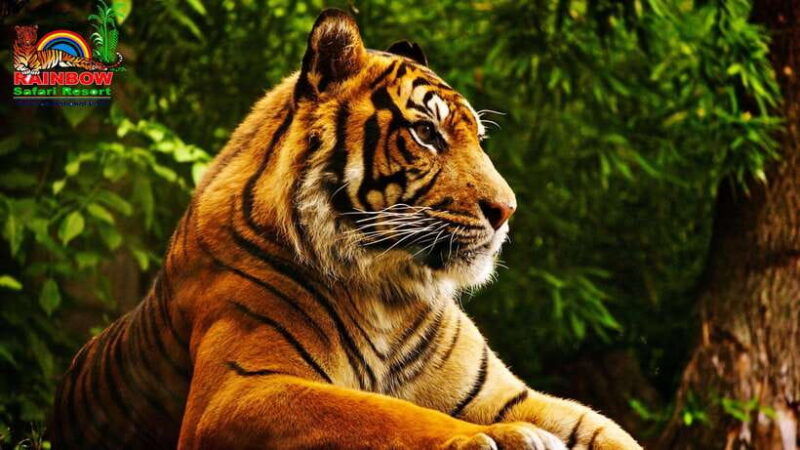 pokhara-or-kathmandu-3-day-chitwan-jungle-safari-tour