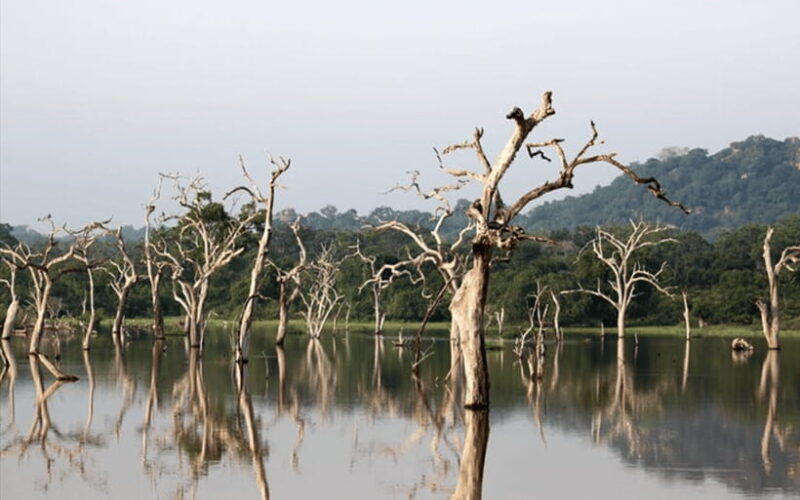 polonnaruwa-ancient-city-and-wildlife-safari-from-dambulla