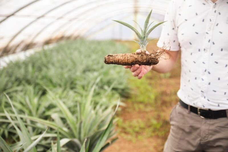 ponta-delgada-greenhouse-hot-tube-with-pineapple-tour