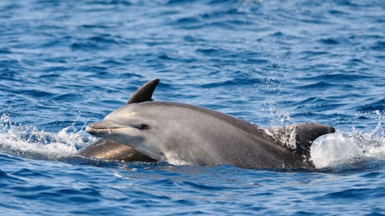 porec-private-snorkeling-tour-with-dolphin-watching