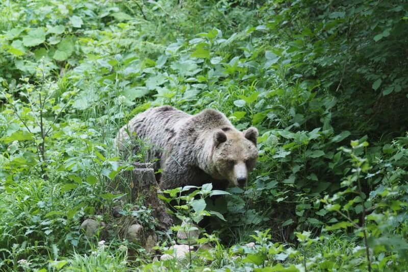postojna-bear-watching-tour-with-ranger-and-local-guide