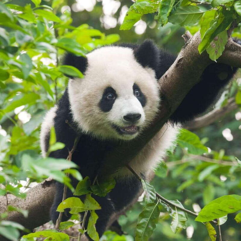 private-all-inclusive-half-day-tour-to-chengdu-panda-base