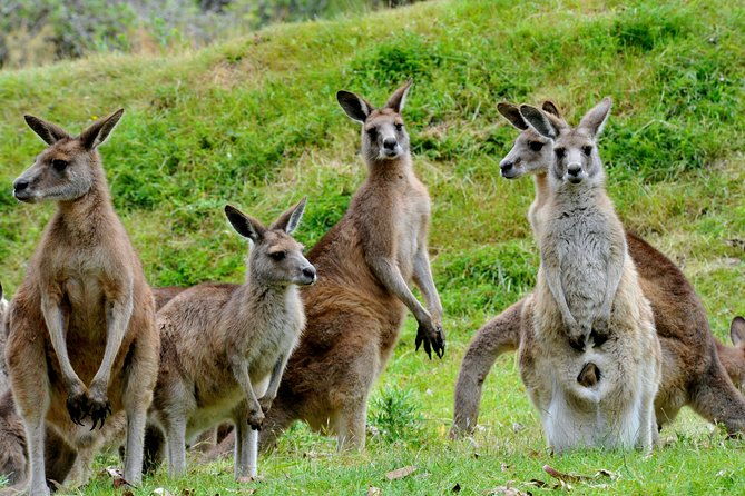 Private Day Tour of Phillip Island Wildlife and Brighton Beach - Frequently Asked Questions