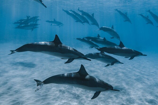 Private Half Day Snorkeling in Moorea - Who Is This Tour Best For?
