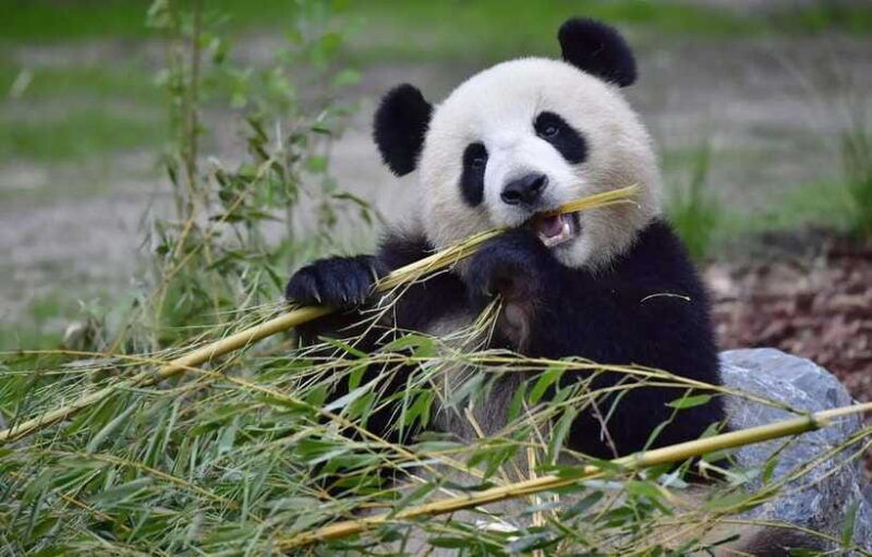 private-half-day-tour-to-chengdu-panda-breeding-center