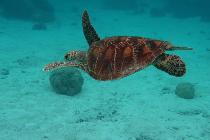 Private lagoon tour (rays, sharks, turtles) by boat in Moorea - Frequently Asked Questions