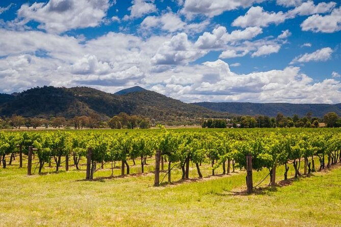 Private Luxury Hunter Valley Tour - up to 7 guests - The Sum Up