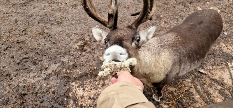 private-reindeer-park-adventure-by-vip-car