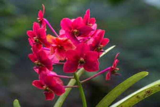 Private Tour: Hot spings & Sleeping Giant Garden hiking Adventure - Transport & Convenience