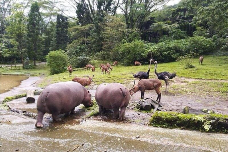 private-trip-safari-park-from-surabaya-malang-all-inclusive