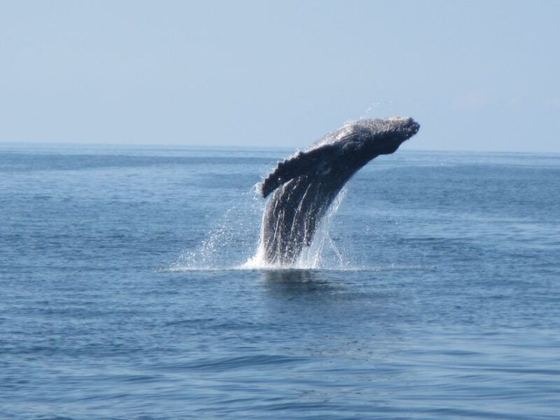 puerto-escondido-boat-tour-among-dolphins-and-turtles