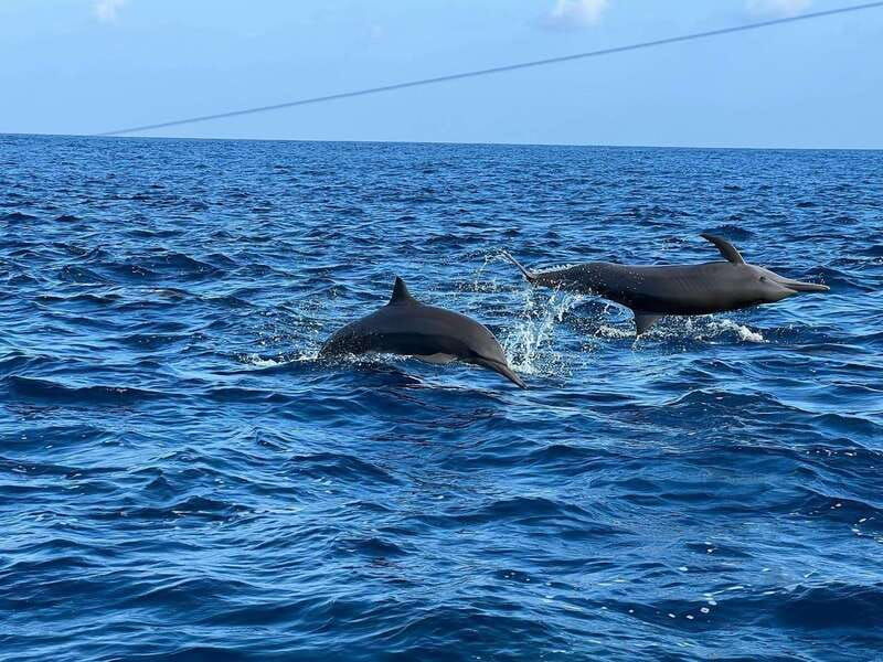 puerto-escondido-boat-tour-to-see-dolphins-and-marine-life