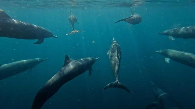 puerto-escondido-the-best-dolphin-watching-adventure