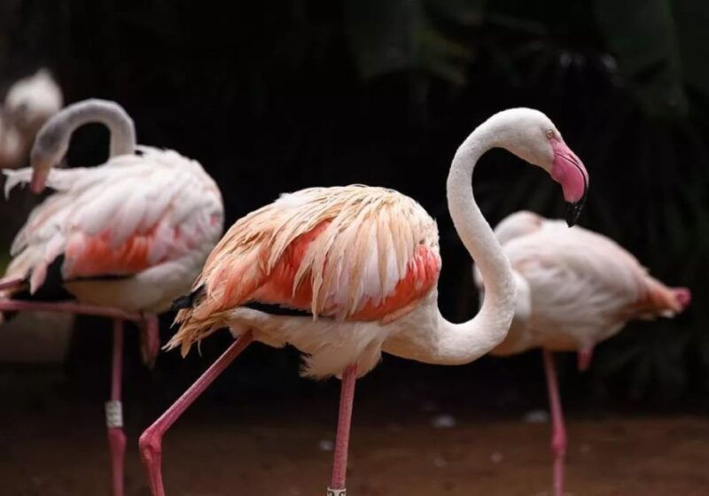 puerto-iguazu-iguaza-falls-brazilian-side-bird-park-tour