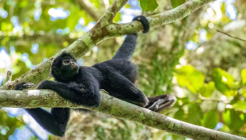 puerto-maldonado-kayak-and-zip-line-adventure-monkey-isla