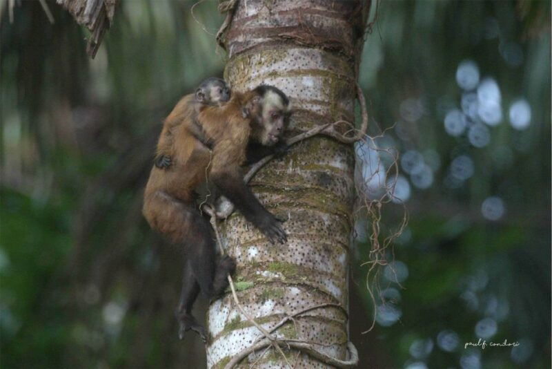 puerto-maldonado-sandoval-lake-4-day-3-night-guided-tour