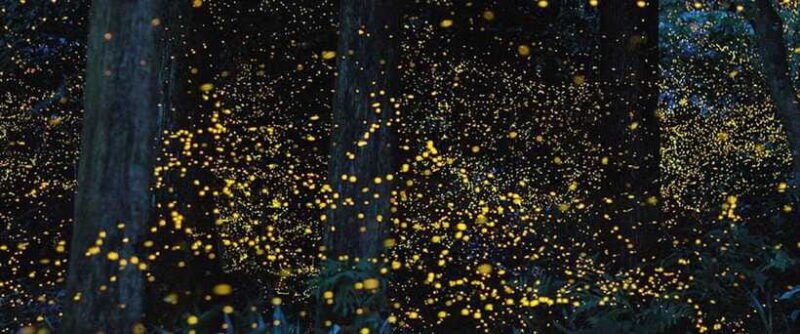 puerto-princesa-firefly-watching-shared-tour