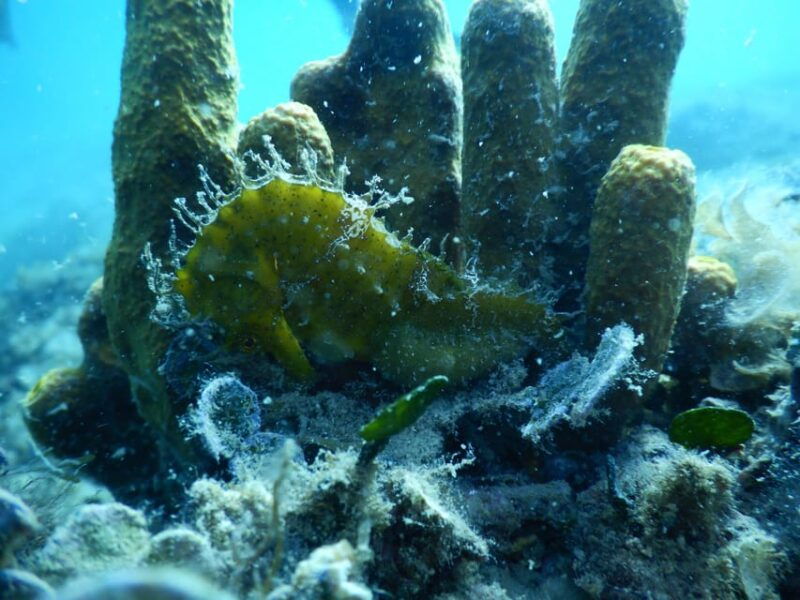 pula-introduction-to-scuba-diving-for-kids-age-8-10