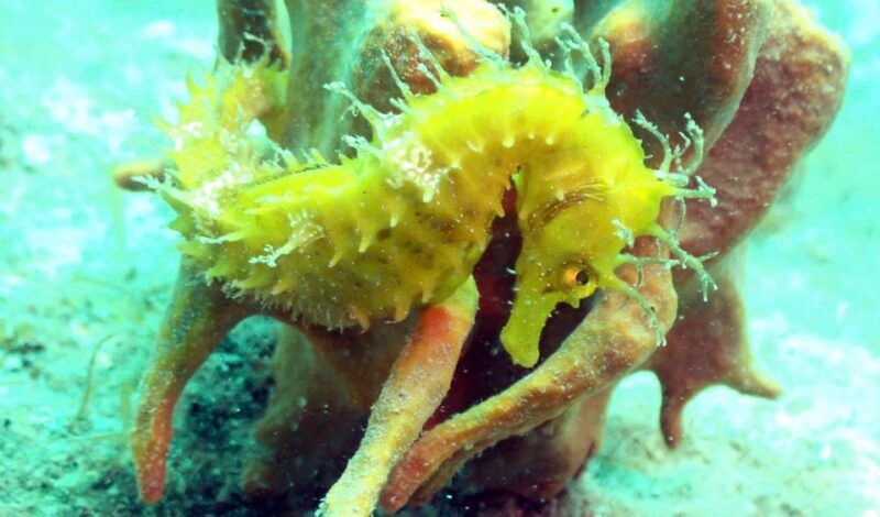 pula-introduction-to-scuba-diving