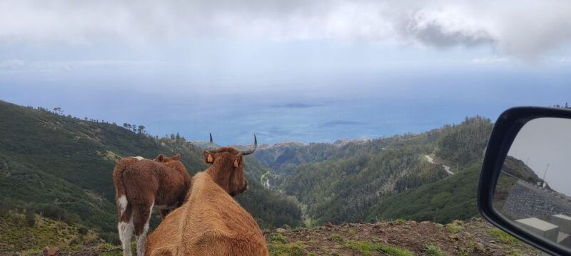rabacal-25-fontes-risco-levada-transfer-self-guided-hike