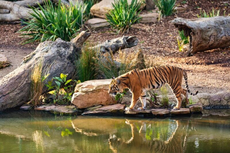 ranthambhore-ranthambhore-tiger-reserve-booking