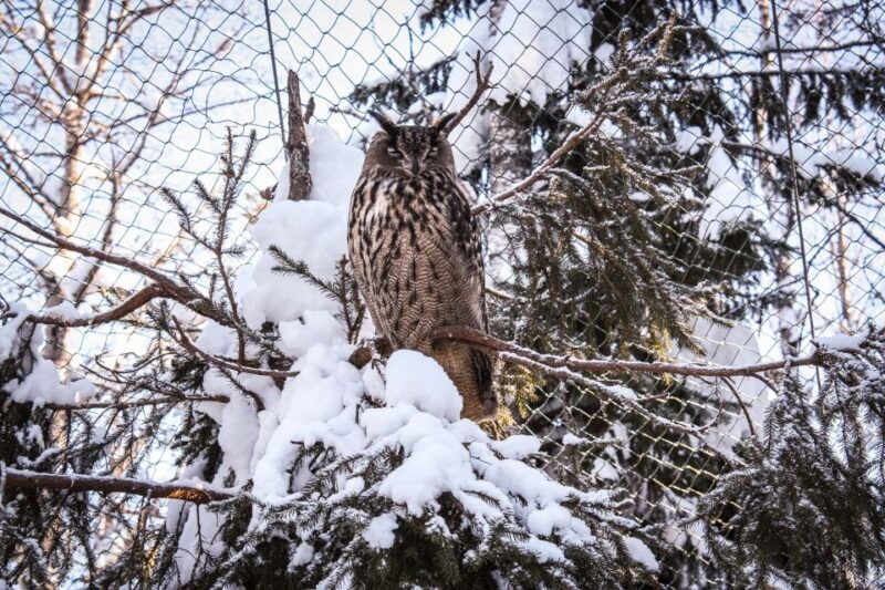 ranua-wildlife-park-guided-tour-from-rovaniemi