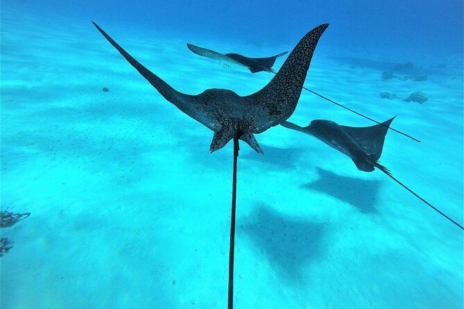 Reef Discovery Private Full Day Lagoon Tour & Water Lunch - FAQ