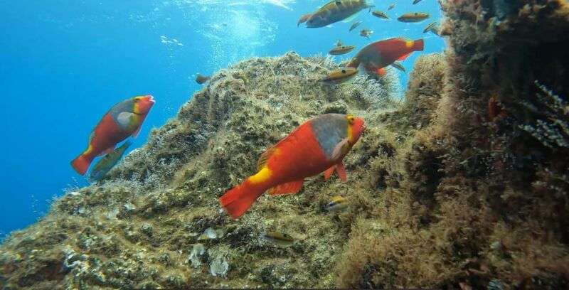 reef-fish-watching