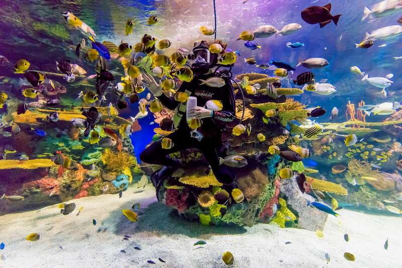 ripleys-aquarium-sharks-after-dark-entry-after-5pm