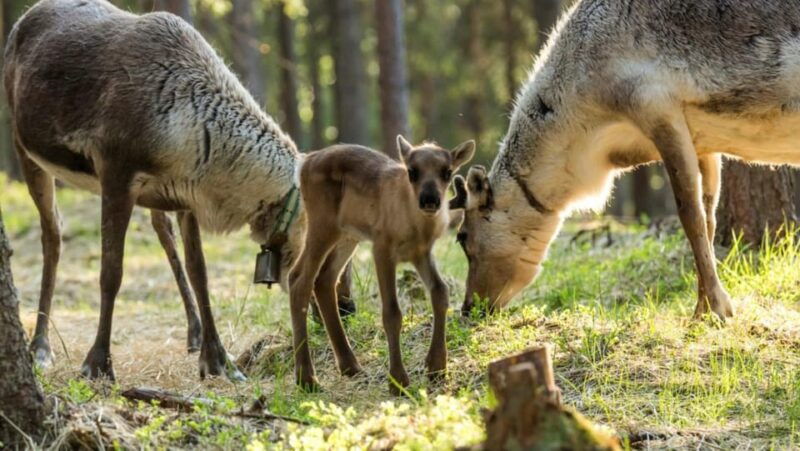 rovaniemi-authentic-lapland-reindeer-farm-experience