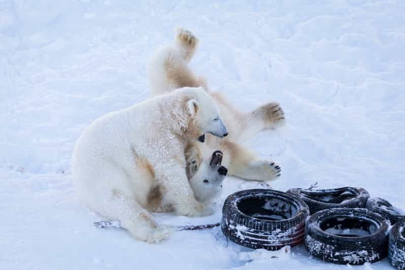 rovaniemi-day-at-ranua-wildlife-park-arctic-zoo
