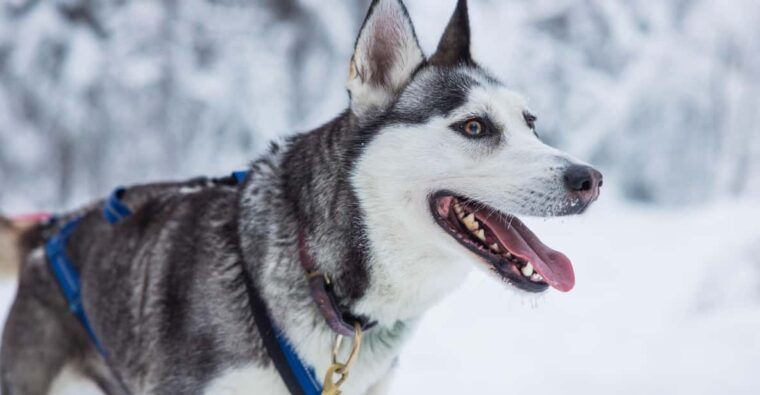 rovaniemi-husky-farm-visit-with-a-sledge-ride