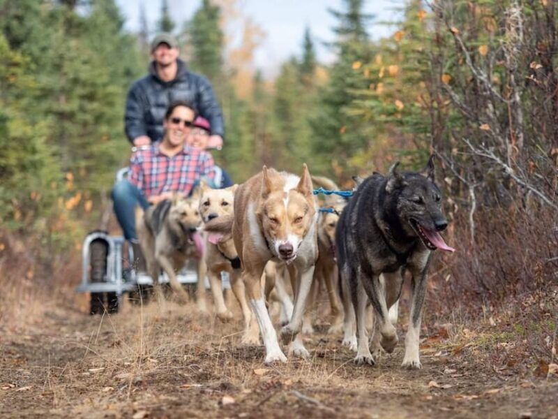 rovaniemi-husky-sled-ride-and-farm-visit