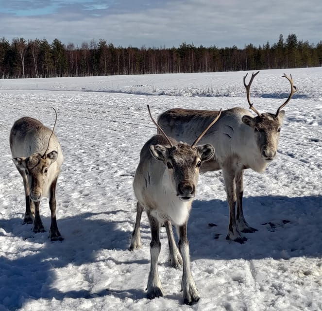 rovaniemi-private-reindeer-farm-visit-culture-experience