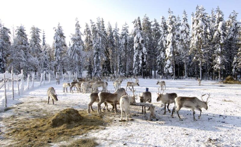 rovaniemi-reindeer-farm-visit-and-sleigh-ride-with-transfer