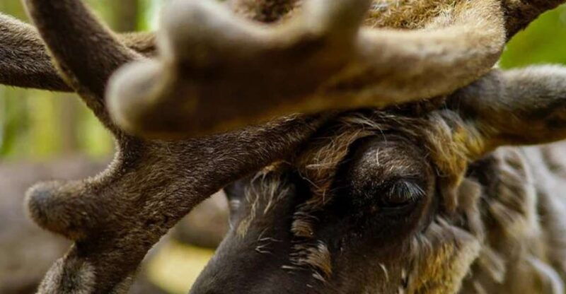 rovaniemi-reindeer-farm-visit-in-the-summer