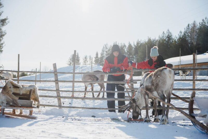 rovaniemi-reindeer-farm-visit-with-sleigh-ride