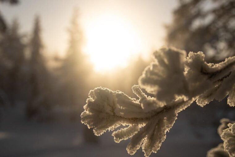 rovaniemi-snowshoeing-in-the-arctic-wilderness