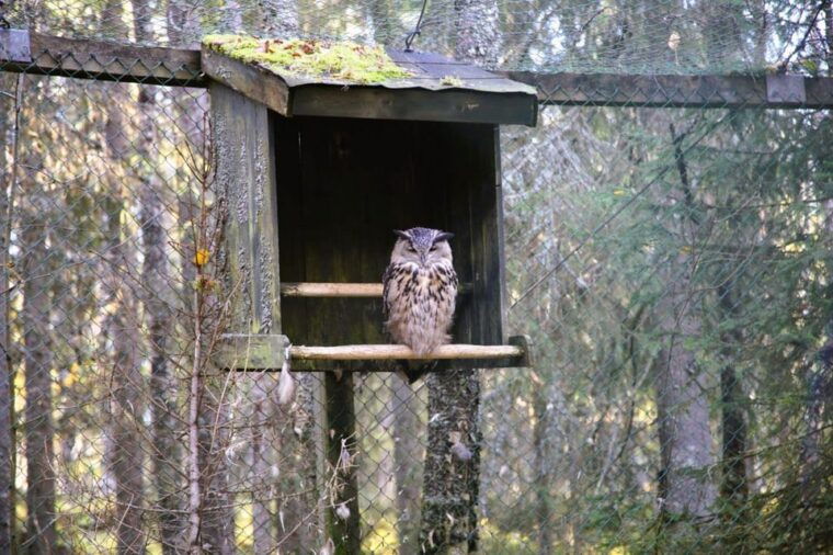 rovaniemi-trip-to-the-ranua-zoo-transportation-tickets