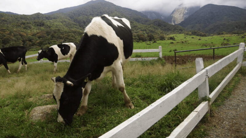 sabah-kundasang-nature-day-tour