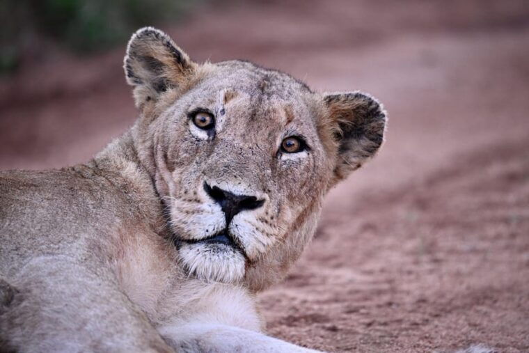 sabie-game-reserve-sunset-safari-with-sundowners
